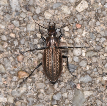 Carabus granulatus