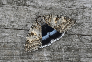 Catocala fraxini