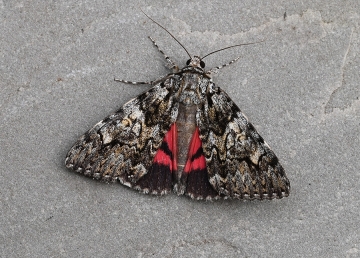 Catocala promissa