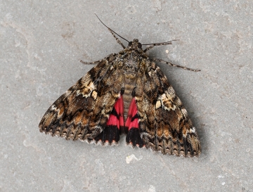 Catocala sponsa