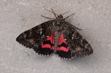 Catocala sponsa