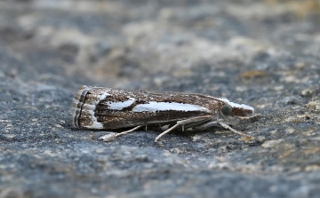 Catoptria dimorphellus