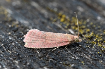 Celypha rosaceana
