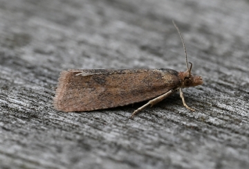 Celypha rufana