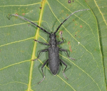 Cerambyx scopolii