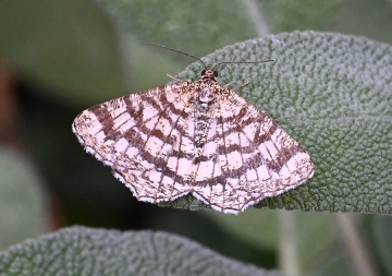 Chiasmia clathrata