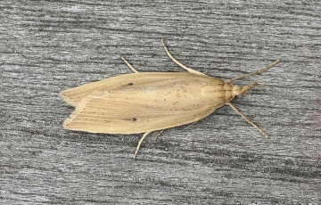 Chilo phragmitella