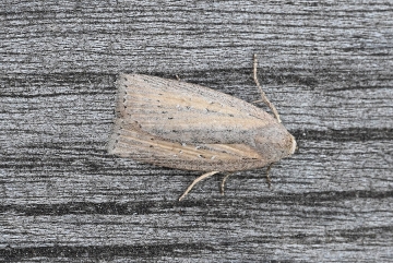 Chilodes maritima