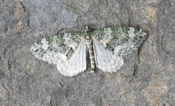 Chloroclysta miata