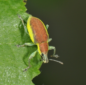 Chlorophanus flavescens