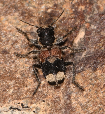 Clerus mutillarius