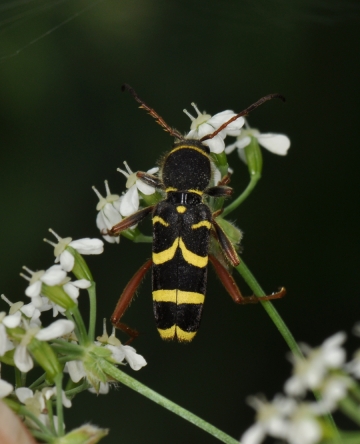 Clytus arietis