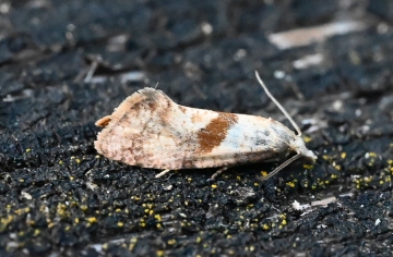 Cochylidia implicitana