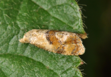 Tortricidae: Cochylidia rupicola