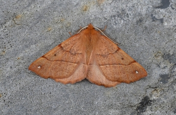 Colotois pennaria