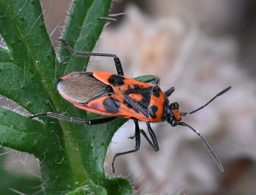 Corizus hyoscyami