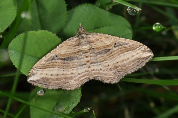 Geometridae: Costaconvexa polygrammata
