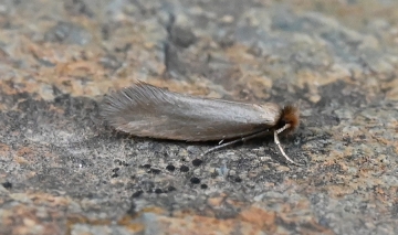 Crassicornella crassicornella