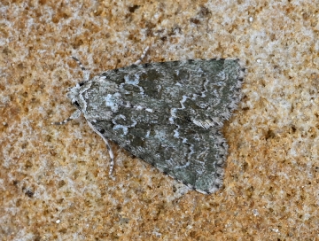 Cryphia muralis