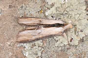 Cucullia scrophulariphila