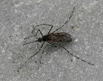 Culiseta annulata