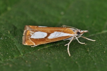 Catoptria pinella