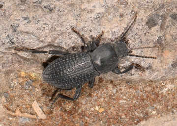 Dendarus foraminosus