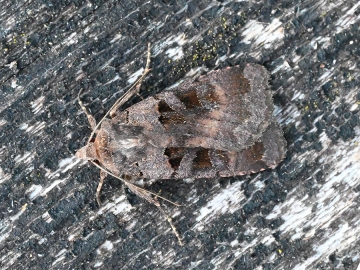 Diarsia brunnea