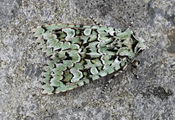 Dichonia aprilina