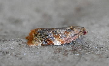 Ditula angustiorana