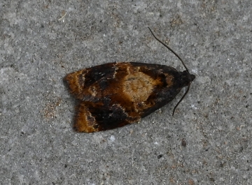 Ditula angustiorana