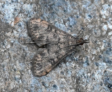 Dolicharthria bruguieralis