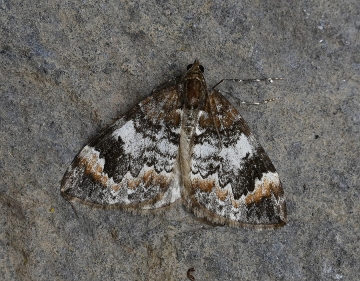 Dysstroma truncata