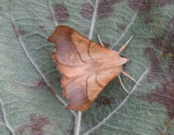 Ennomos fuscantaria
