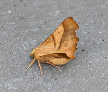 Ennomos fuscantaria