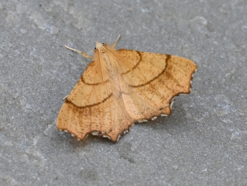 Ennomos quercinaria