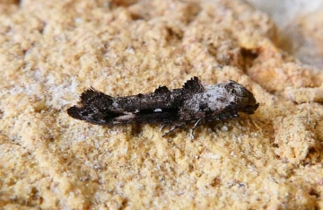 Epermeniidae: Epermenia chaerophyllella