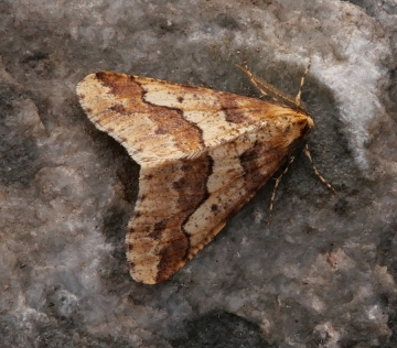 Erannis defoliaria