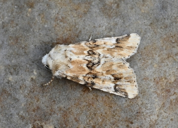 Eremobia ochroleuca