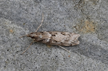 Eudonia angustea