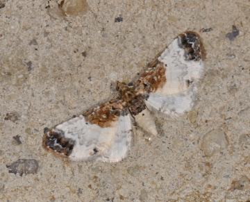 Eupithecia breviculata
