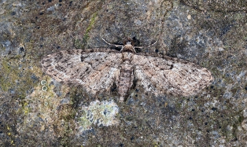Eupithecia dodoneata