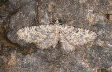 Eupithecia impurata