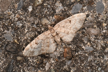 Eupithecia indigata