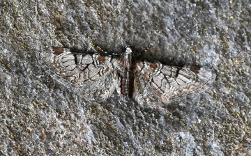 Eupithecia insigniata