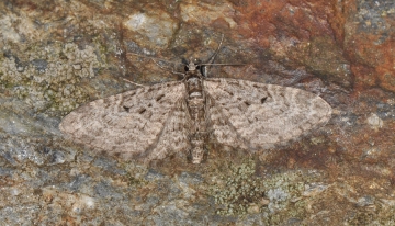 Eupithecia lariciata