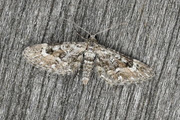 Eupithecia nanata