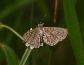 Eupithecia pygmaeata