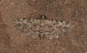 Eupithecia semigraphata