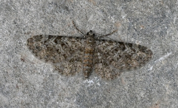 Eupithecia semigraphata
